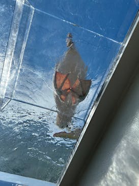 サンシャイン水族館に投稿された画像（2024/8/12）