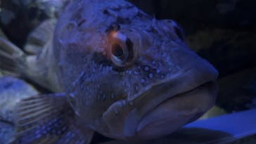 しながわ水族館に投稿された画像（2024/8/12）