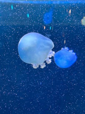 新江ノ島水族館に投稿された画像（2024/8/12）