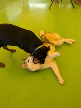 つくばわんわんランドに投稿された画像（2024/8/12）