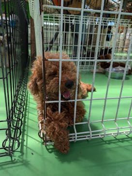 つくばわんわんランドに投稿された画像（2024/8/12）