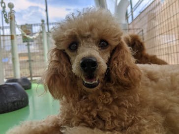 つくばわんわんランドに投稿された画像（2024/8/12）