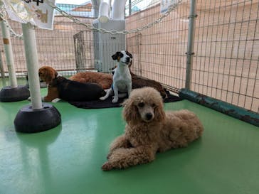 つくばわんわんランドに投稿された画像（2024/8/12）