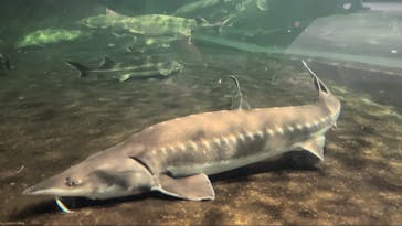 滋賀県立琵琶湖博物館に投稿された画像（2024/8/12）