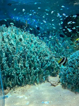 サンシャイン水族館に投稿された画像（2024/8/12）