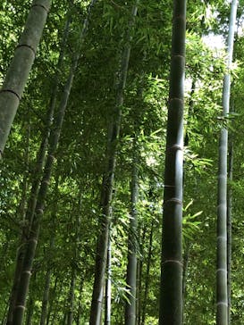 若竹の杜  若山農場に投稿された画像（2024/8/12）