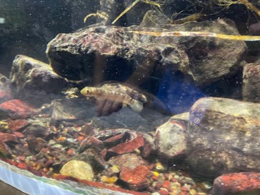 鴨川シーワールドに投稿された画像（2024/8/12）