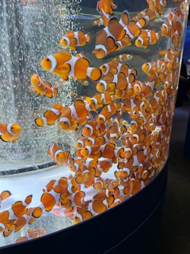 鴨川シーワールドに投稿された画像（2024/8/12）