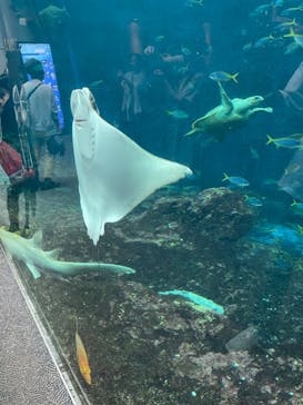 鴨川シーワールドに投稿された画像（2024/8/12）