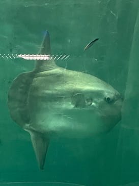 鴨川シーワールドに投稿された画像（2024/8/12）