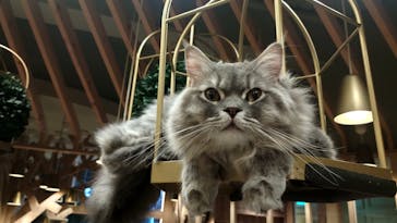 猫カフェモカ　秋葉原店に投稿された画像（2024/8/12）