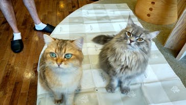 猫カフェモカ　秋葉原店に投稿された画像（2024/8/12）