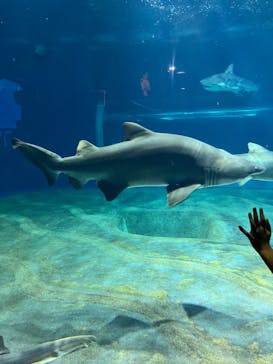 アクアワールド茨城県大洗水族館に投稿された画像（2024/8/12）