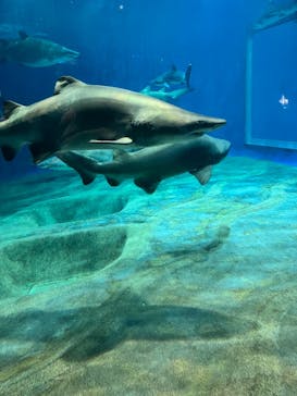 アクアワールド茨城県大洗水族館に投稿された画像（2024/8/12）