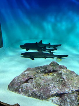 アクアワールド茨城県大洗水族館に投稿された画像（2024/8/12）