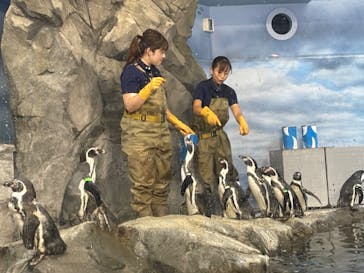 新江ノ島水族館に投稿された画像（2024/8/12）