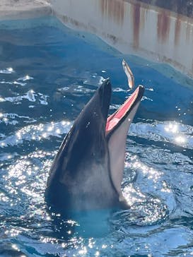 新江ノ島水族館に投稿された画像（2024/8/12）
