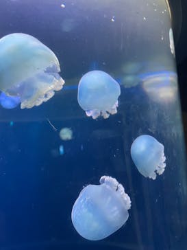 新江ノ島水族館に投稿された画像（2024/8/12）