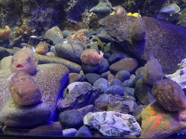 新江ノ島水族館に投稿された画像（2024/8/12）