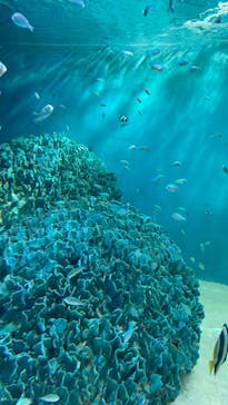 サンシャイン水族館に投稿された画像（2024/8/12）