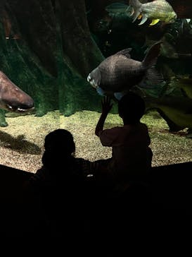 世界淡水魚園水族館　アクア・トトぎふに投稿された画像（2024/8/12）