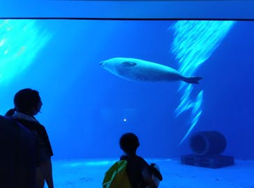 上越市立水族博物館 うみがたりに投稿された画像（2024/8/12）