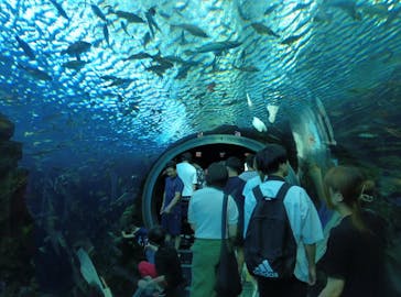 上越市立水族博物館 うみがたりに投稿された画像（2024/8/12）