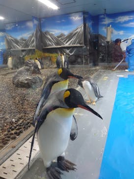 越前松島水族館に投稿された画像（2024/8/12）