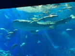 沖縄美ら海水族館に投稿された画像（2024/8/12）