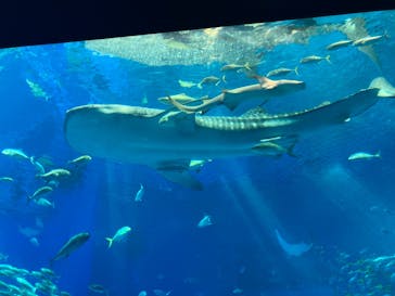 沖縄美ら海水族館に投稿された画像（2024/8/12）