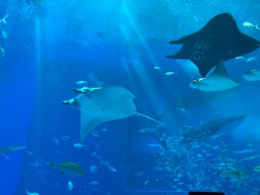 沖縄美ら海水族館に投稿された画像（2024/8/12）