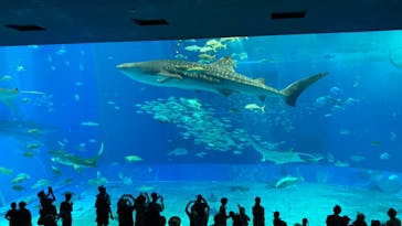 沖縄美ら海水族館に投稿された画像（2024/8/12）