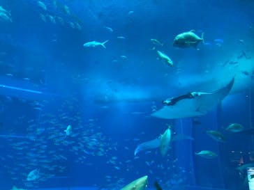沖縄美ら海水族館に投稿された画像（2024/8/12）