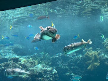 沖縄美ら海水族館に投稿された画像（2024/8/12）
