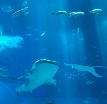 沖縄美ら海水族館に投稿された画像（2024/8/12）