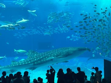 沖縄美ら海水族館に投稿された画像（2024/8/12）