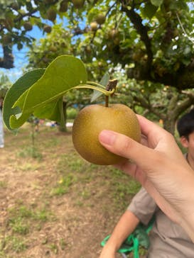 矢口果樹園に投稿された画像（2024/8/12）