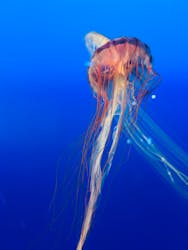 江の島シーキャンドル×新江ノ島水族館に投稿された画像（2024/8/12）