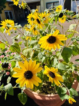 成田ゆめ牧場に投稿された画像（2024/8/12）