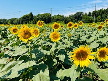 成田ゆめ牧場に投稿された画像（2024/8/12）