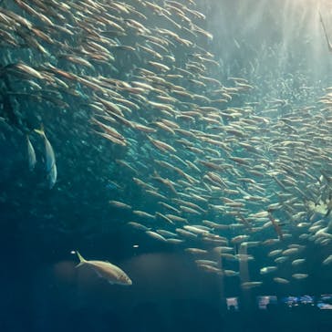 名古屋港水族館に投稿された画像（2024/8/12）