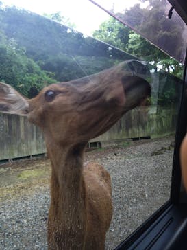 那須サファリパークに投稿された画像（2024/8/12）