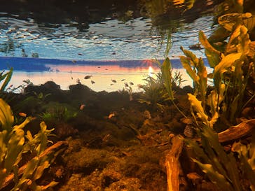 カワスイ 川崎⽔族館に投稿された画像（2024/8/12）