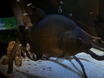 カワスイ 川崎⽔族館に投稿された画像（2024/8/12）