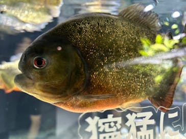 カワスイ 川崎⽔族館に投稿された画像（2024/8/12）