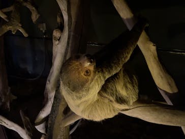 カワスイ 川崎⽔族館に投稿された画像（2024/8/12）