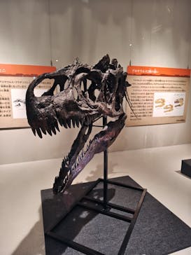 福井県立恐竜博物館に投稿された画像（2024/8/12）