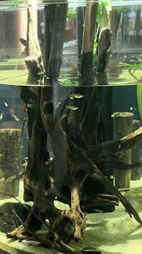 カワスイ 川崎⽔族館に投稿された画像（2024/8/12）