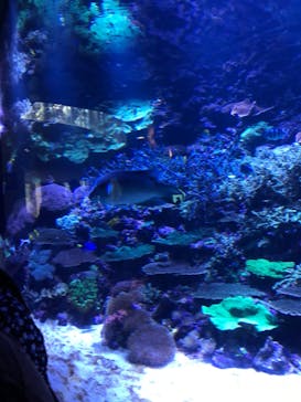 大分マリーンパレス水族館 「うみたまご」に投稿された画像（2024/8/12）