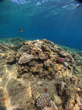 武藤潜水に投稿された画像（2024/8/12）